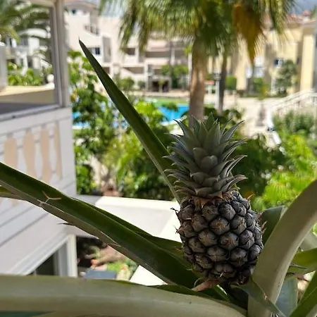 The Blues House Rising Sun